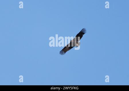 Black vulture, Aegypius monachus, flying with blue sky background, Alcoy, Spain Stock Photo