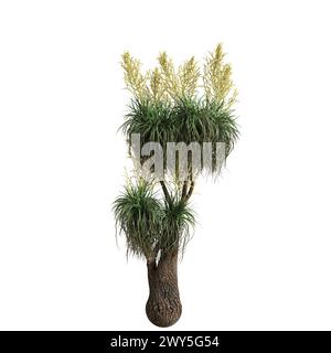 3d illustration of Beaucarnea recurvata tree isolated on white background Stock Photo
