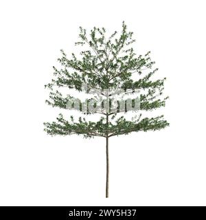 3d illustration of Terminalia Mantaly tree isolated on white background Stock Photo