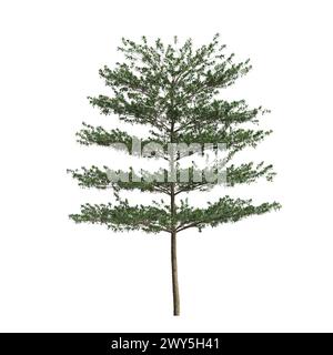 3d illustration of Terminalia Mantaly tree isolated on white background Stock Photo