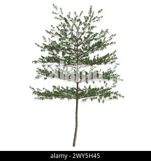 3d illustration of Terminalia Mantaly tree isolated on white background Stock Photo