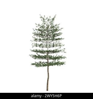 3d illustration of Terminalia Mantaly tree isolated on white background Stock Photo