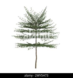 3d illustration of Terminalia Mantaly tree isolated on white background Stock Photo