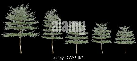 3d illustration of set Terminalia Mantaly tree isolated on black background Stock Photo