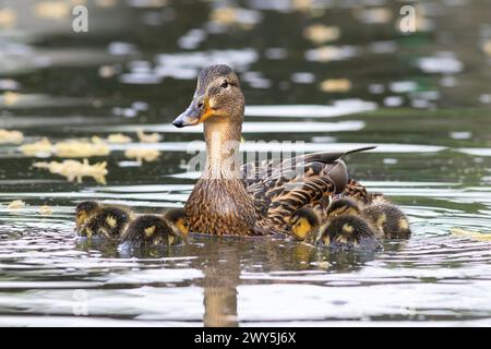 mallard hen with newly hatched ducklings (Anas platyrhynchos); image taken on the first day when babies went on pond Stock Photo