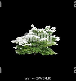 3d illustration of Chamaecyparis obtusa snow covered bush isolated on black background Stock Photo