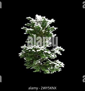 3d illustration of Chamaecyparis obtusa snow covered bush isolated on black background Stock Photo