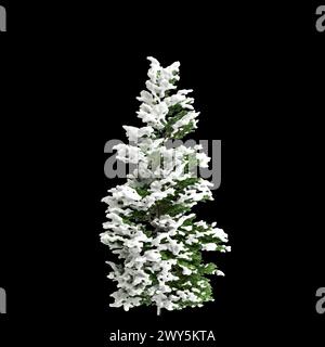 3d illustration of Chamaecyparis obtusa snow covered bush isolated on black background Stock Photo