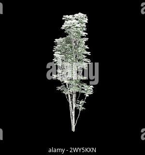 3d illustration of toona sinensis Flamingo snow covered tree isolated on black background Stock Photo