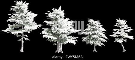 3d illustration of set Cedrus libani snow covered tree isolated on black background Stock Photo