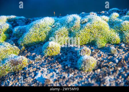 Frosty moss. Stock Photo