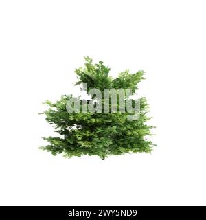 3d illustration of Chamaecyparis obtusa tree isolated on white background Stock Photo