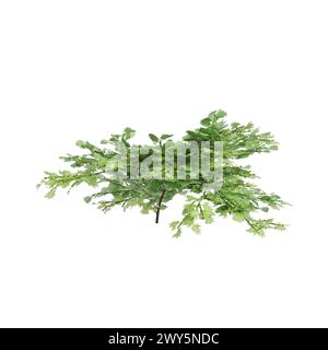 3d illustration of Chamaecyparis obtusa tree isolated on white background Stock Photo