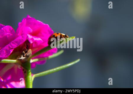 GOIANIA GOIAS BRAZIL - ABRIL 03 2024: A ladybug walking on a leaf with a blurred background. Stock Photo