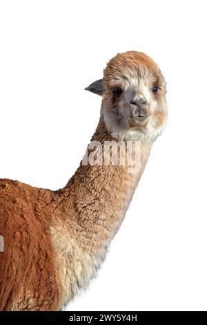Close up portrait of red alpaca isolated on white background Stock Photo