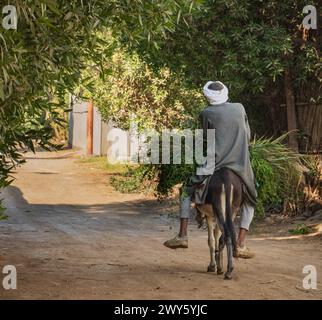 East Bank of the Nile River, Luxor, Egypt- December 30, 2023: Egyptian farmer taking his fresh cut hay on the road riding his donkey Stock Photo