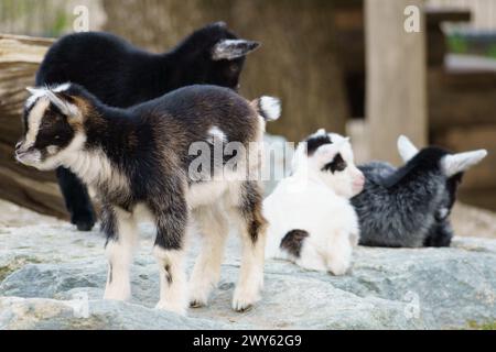 a group of little black and white baby goat standing on a big rock Stock Photo