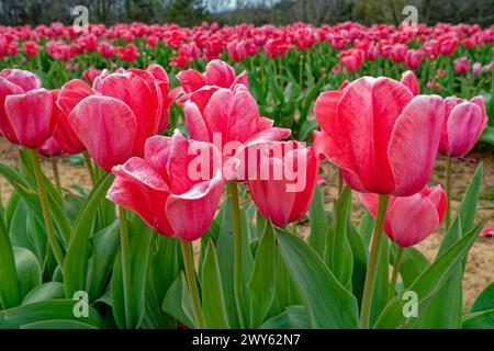 Closeup view of bright colorful pink tulips fully emerged in rows growing in a farm field in early springtime Stock Photo