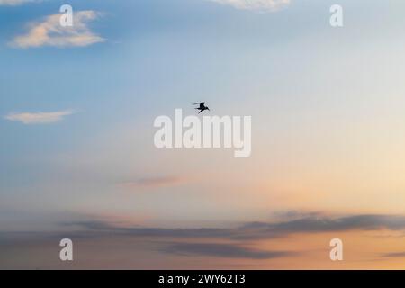 Shot of the dramatic sunrise by the sea. Seagull in the sky Stock Photo