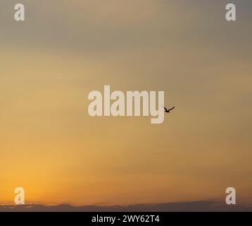Shot of the dramatic sunrise by the sea. Seagull in the sky Stock Photo