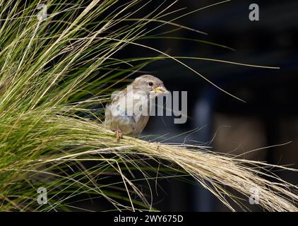 House sparrow (Passer domesticus) female sitting on ornamental grass in an urban park Stock Photo