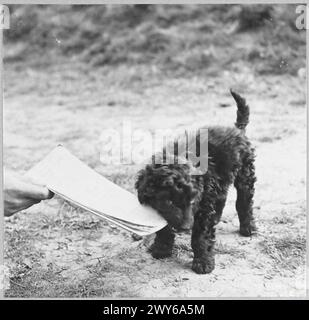 THE BATTLE OF THE ATLANTIC - While long-range aircraft of Coastal Command are patrolling far out in the Atlantic, nearer home, Hurricanes do their share in protecting our convoys and ensuring a steady flow of supplies coming into this country from 'Uncle Sam'. Punch - an Irish Water Dog puppy is a Hurricane Squadron's recently acquired mascot. , Royal Air Force Stock Photo