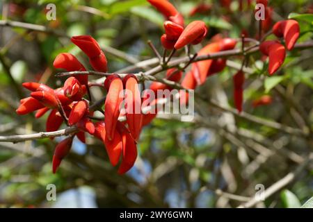 Brazilian Coral Tree (Erythrina Falcata) in a Buenos Aires Park. Stock Photo