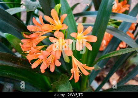 Beautiful Orange and yellow Clivia flowers (cyrtanthiflora) Stock Photo