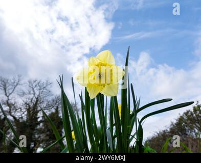 Low level view of Daffodil growing wild Stock Photo
