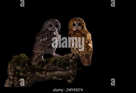 Portrait of two Eurasian eagle-owl (Bubo bubo) at night, Salamanca, Castilla y Leon, Spain Stock Photo