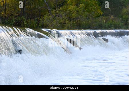 Toronto, On, Canada  - October 20, 2023: Salmon Run on the Humber River at Old Mill Park in Canada Stock Photo