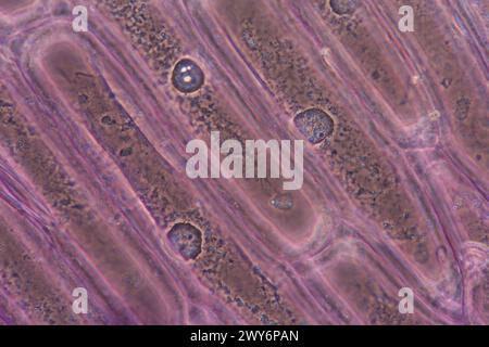 onion cells under microscope Stock Photo - Alamy