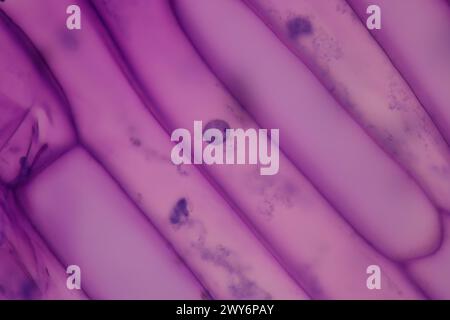 onion cells under microscope Stock Photo - Alamy