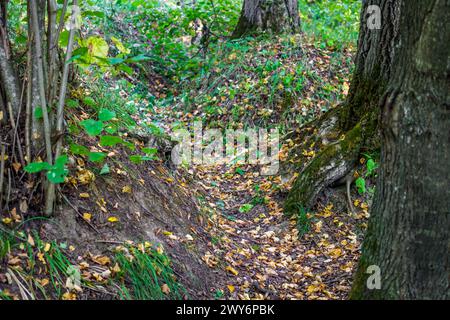 Old trenches in the forest of the Second World War (Great Patriotic War of 1941-1945). Russia Stock Photo