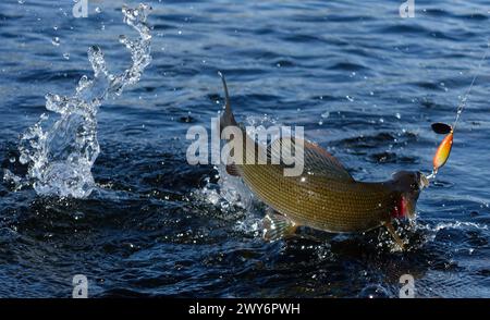 Hooked grayling jumping and fighting in an Arctic river caught with spinner lure by fisherman in Swedish Lapland near Kiruna in August 2021. Stock Photo