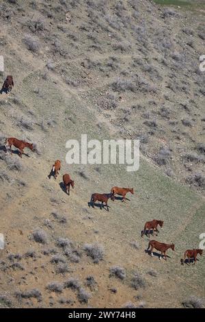 Livestock on free range. Herd of horses grazing freely, going down the hillside. Mountain slope. Organic farm, graze animal farming, agriculture. hors Stock Photo