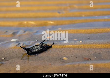 An egg case or capsule of a skate lies in the sand of a beach Stock Photo