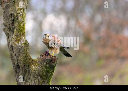 Male Kestrel, Falco Tinnunculus, perched on a tree stump Stock Photo