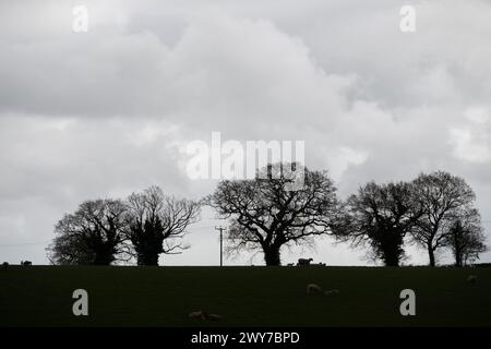 Trees silhouetted in winter, Warwickshire, UK Stock Photo