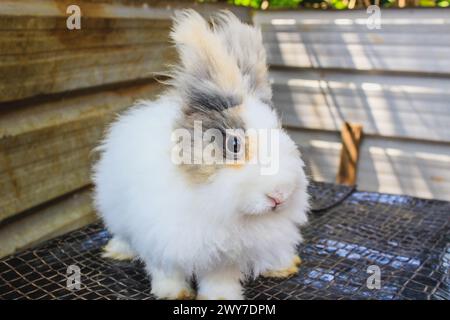 A curious and Beautiful white, fluffy rabbit playing on a mat outdoor. Stock Photo
