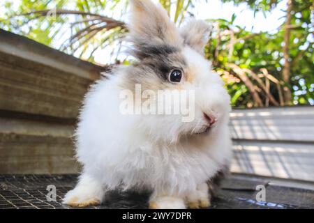 A curious and Beautiful white, fluffy rabbit playing on a mat outdoor. Stock Photo