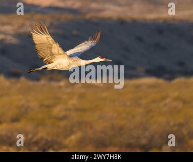 A  Sandhill Cranes flies over Bosque del Apache National Wildlife Refuge, New Mexico. Stock Photo