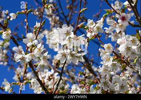 Some spring blossoms in Victoria, BC, Canada Stock Photo