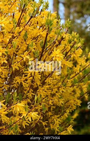 Some spring blossoms in Victoria, BC, Canada Stock Photo