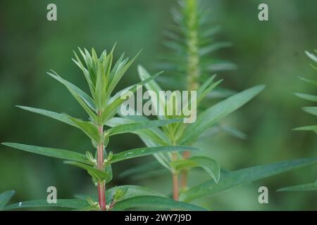 Rotala ramosior (also known lowland rotala) grass. This plant is ...