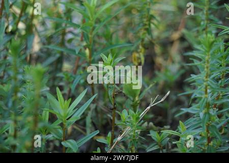 Rotala ramosior (also known lowland rotala) grass. This plant is ...
