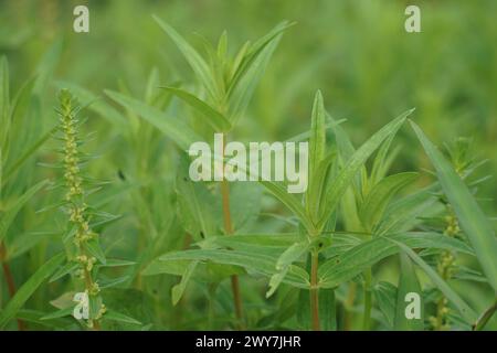 Rotala ramosior (also known lowland rotala) grass. This plant is ...