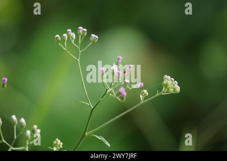 Cyanthillium cinereum (little ironweed, poovamkurunnila, monara kudumbiya, sawi langit) flower. Cyanthillium cinereum has been used to quit smoking Stock Photo