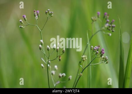 Cyanthillium cinereum (little ironweed, poovamkurunnila, monara kudumbiya, sawi langit) flower. Cyanthillium cinereum has been used to quit smoking Stock Photo