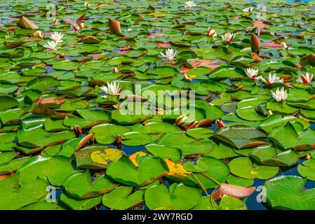 Water lilies floating at lake Bled in Slovenia Stock Photo
